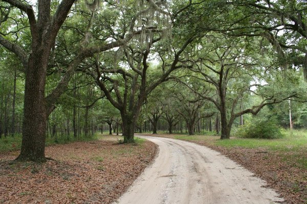 Airy Hall Plantation