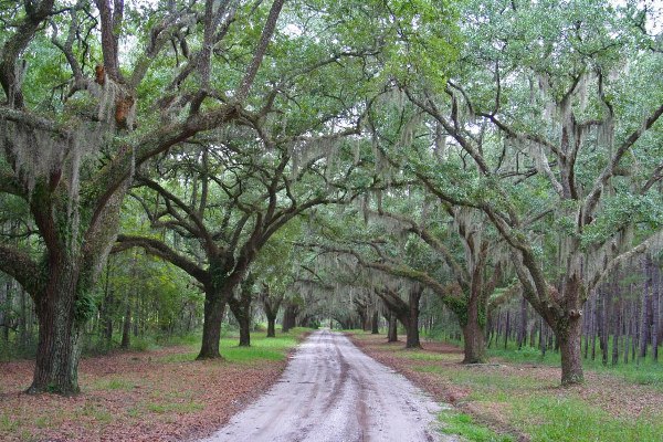 Airy Hall Plantation