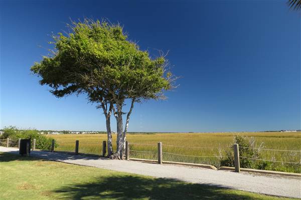 Pitt Street Bridge - Mt. Pleasant