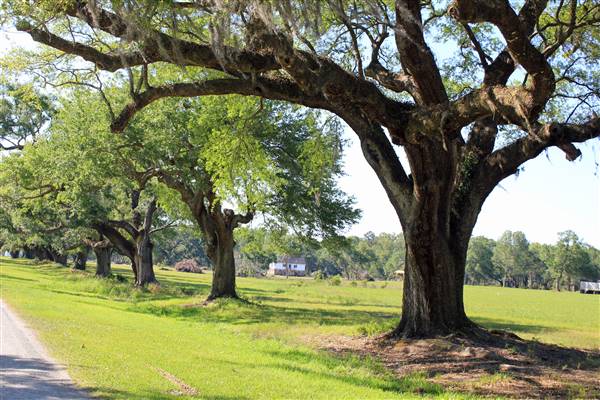 Middleburg Plantation