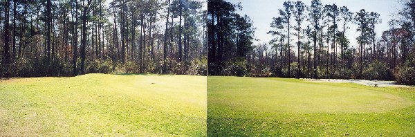 Miller Country Club- Golf Course