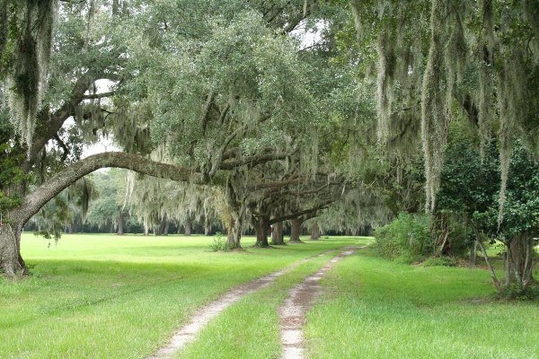 Airy Hall Plantation
