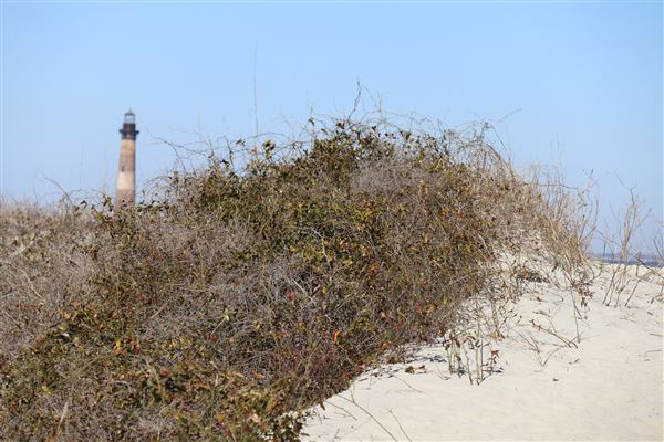Folly Beach - Lighthouse Inlet Heritage Preserve