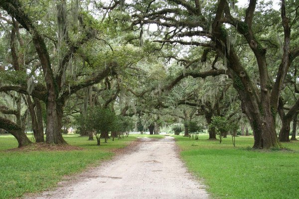 Airy Hall Plantation
